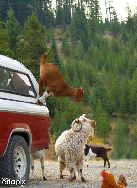 عکس های جالب از شکار لحظه ها